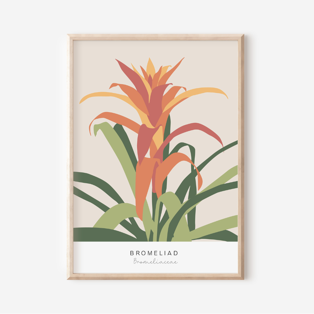 Bromeliad | Art Print