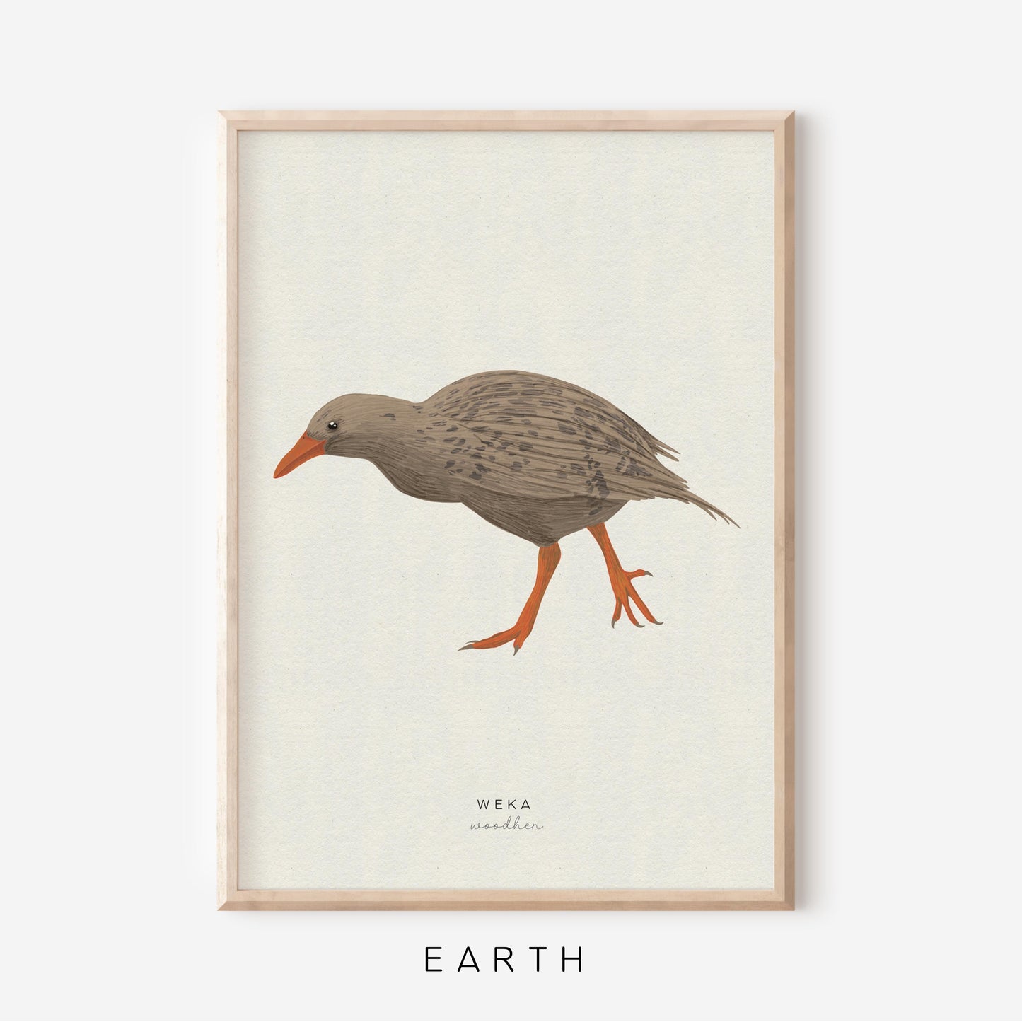 New Zealand Bird - Weka | Art Print