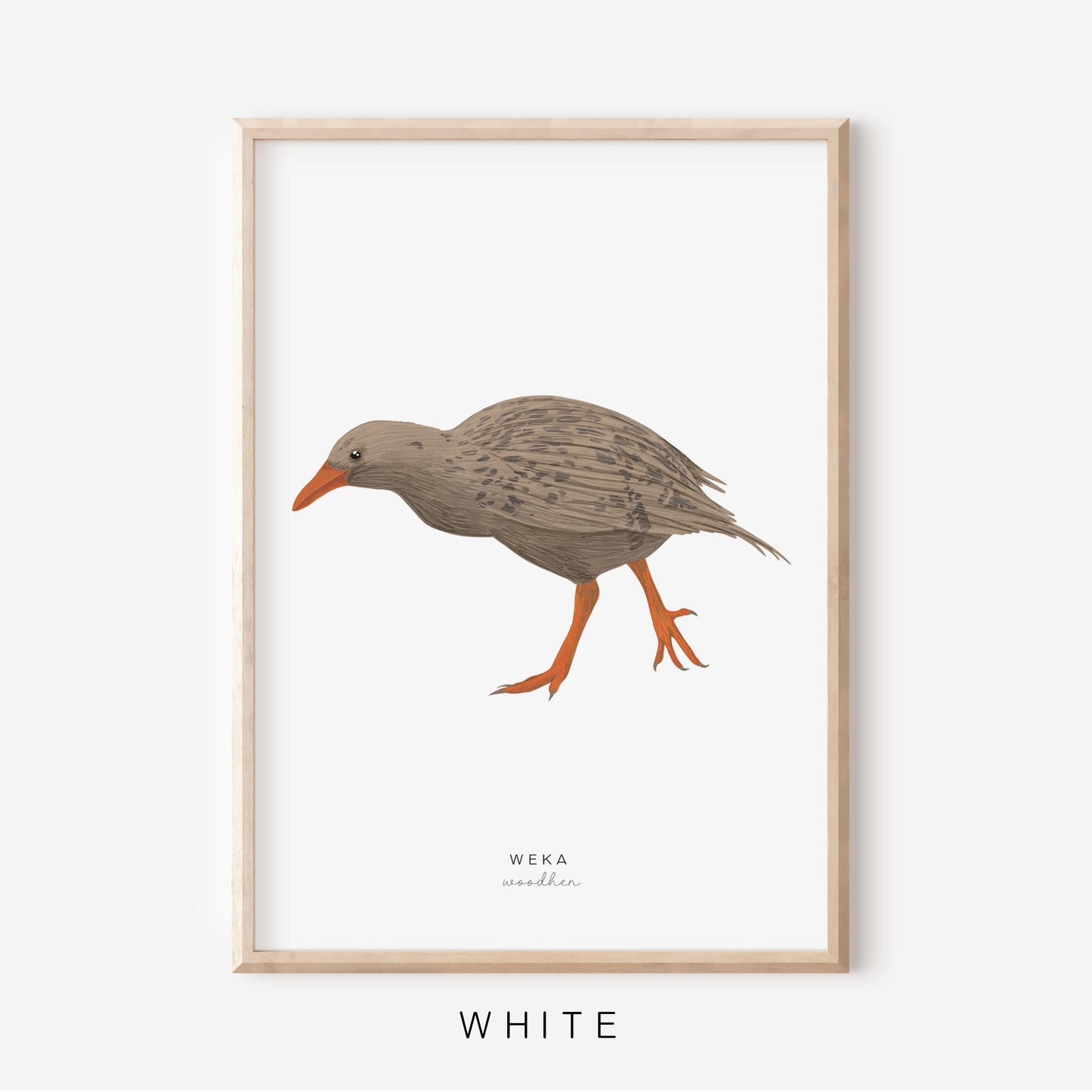 New Zealand Bird - Weka | Art Print