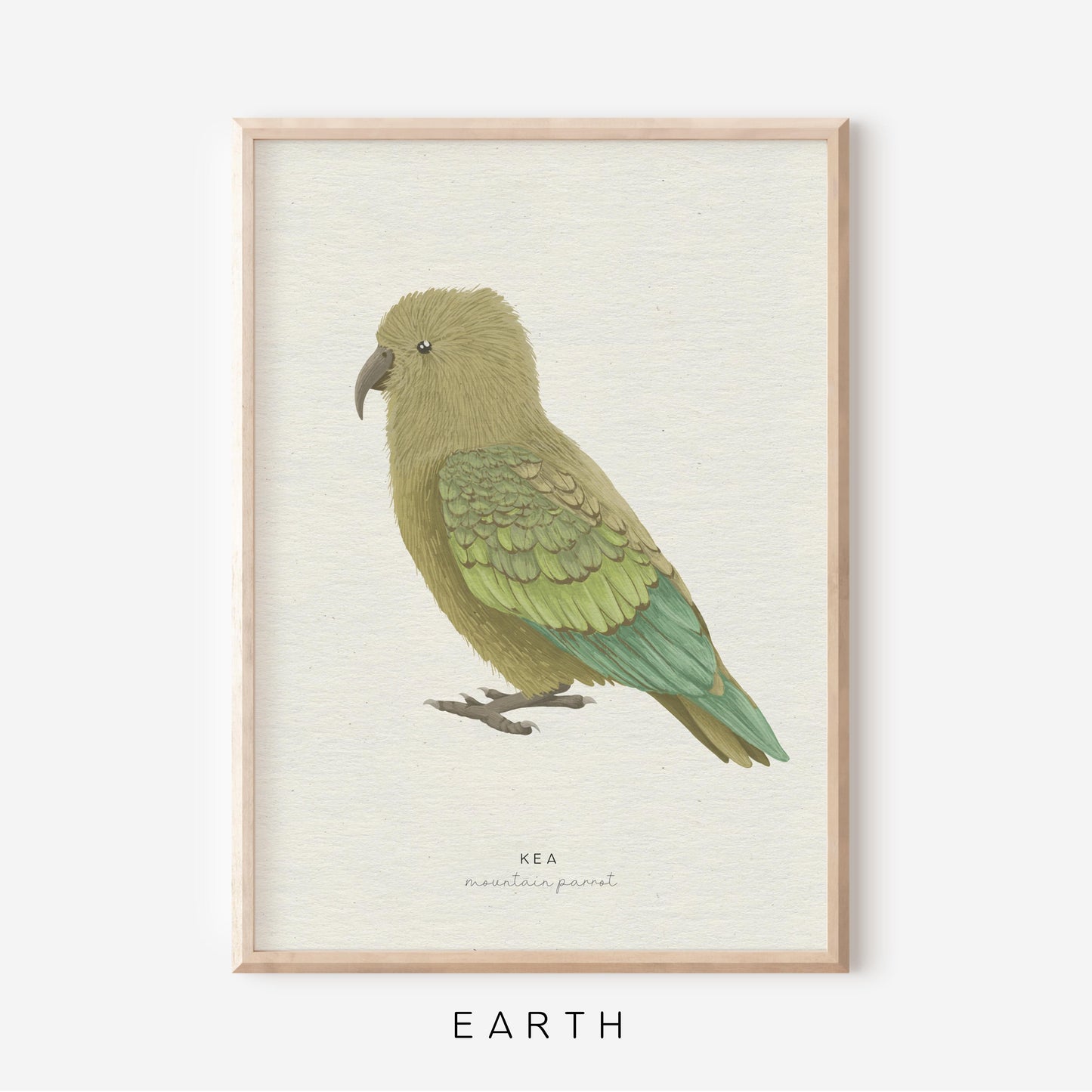 New Zealand Bird - Kea | Art Print