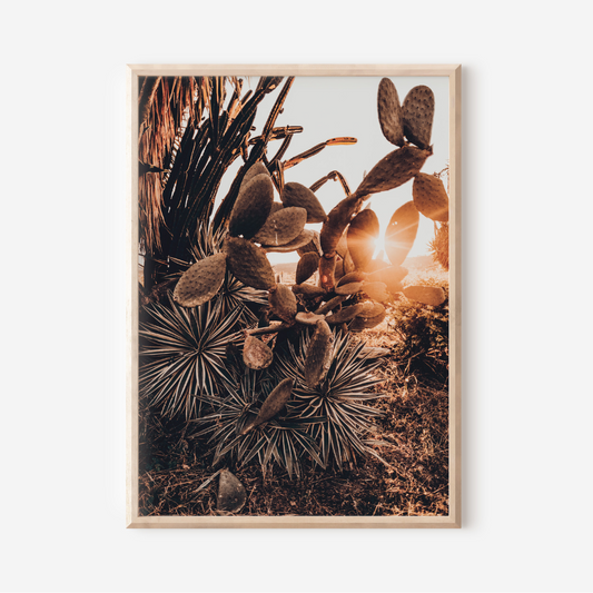 Cactus Sunset | Photography Art Print