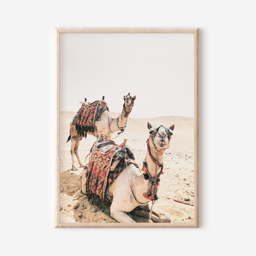 Camels | Photography Art Print