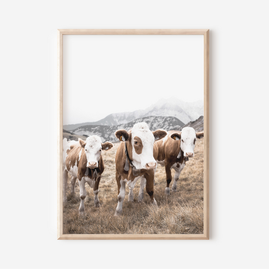 Cows Trio | Photography Art Print