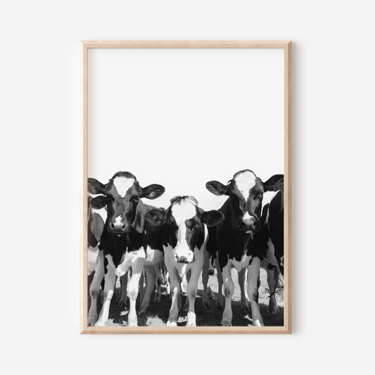 Cows Black & White | Photography Art Print