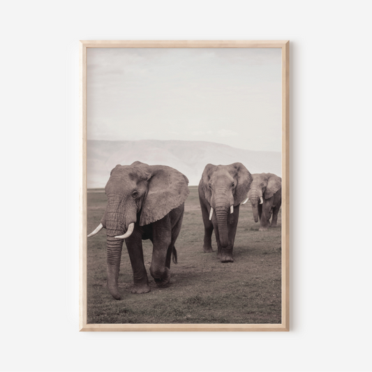 Elephants | Photography Art Print