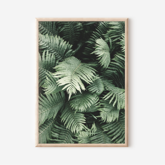 Fern | Photography Art Print