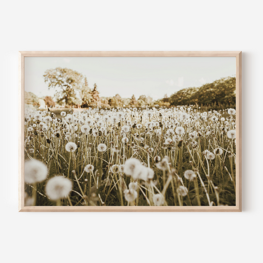 Field of Dandelions | Photography Art Print