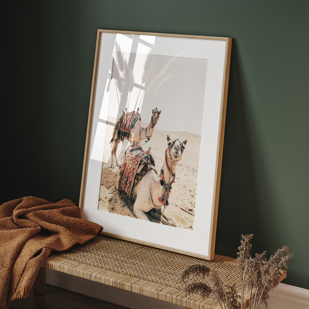 Camels | Photography Art Print