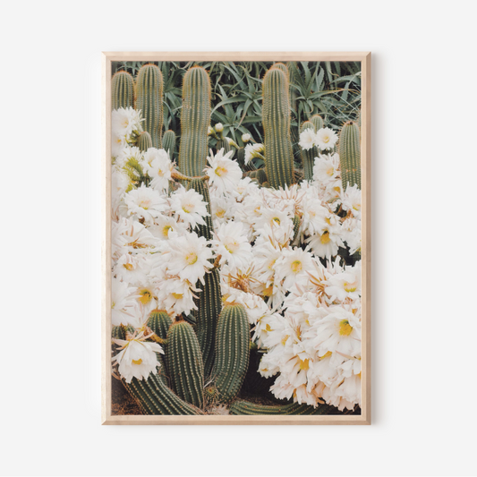 Floral Cactus | Photography Art Print