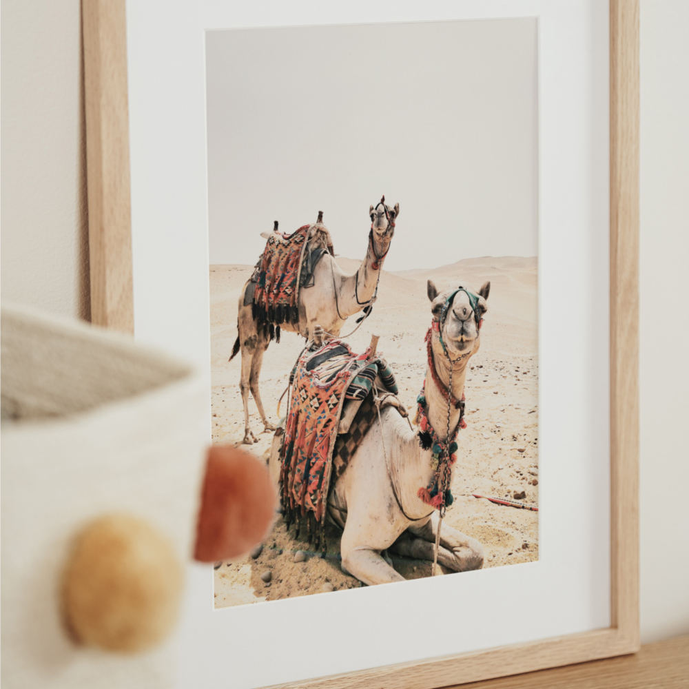 Camels | Photography Art Print