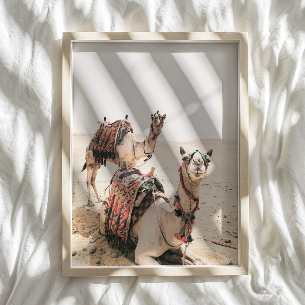 Camels | Photography Art Print