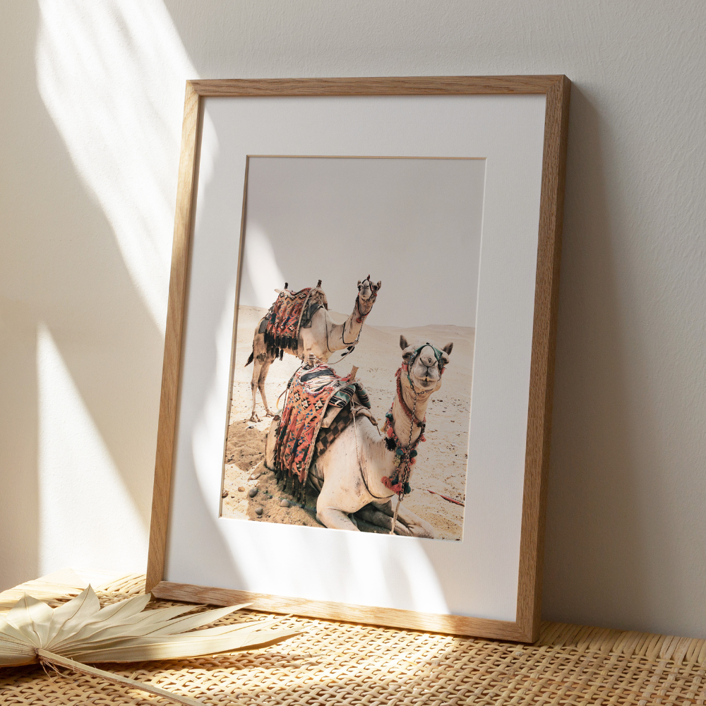 Camels | Photography Art Print