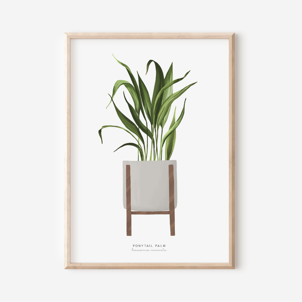 Houseplants - Ponytail Palm | Art Print