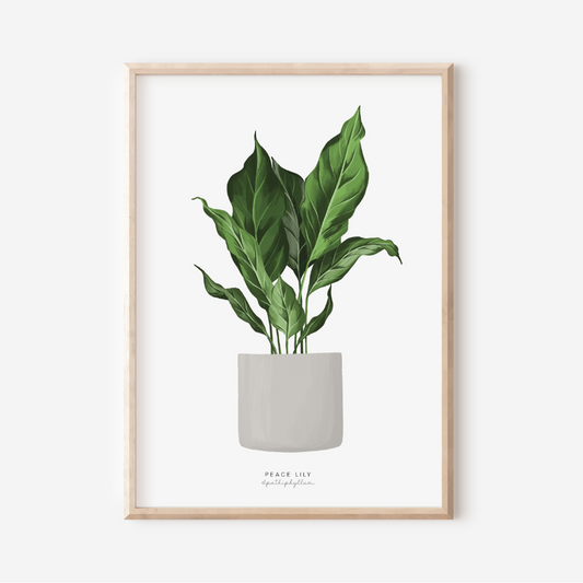 Houseplants - Peace Lily | Art Print