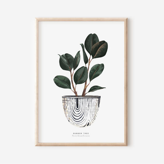 Houseplants - Rubber Tree | Art Print