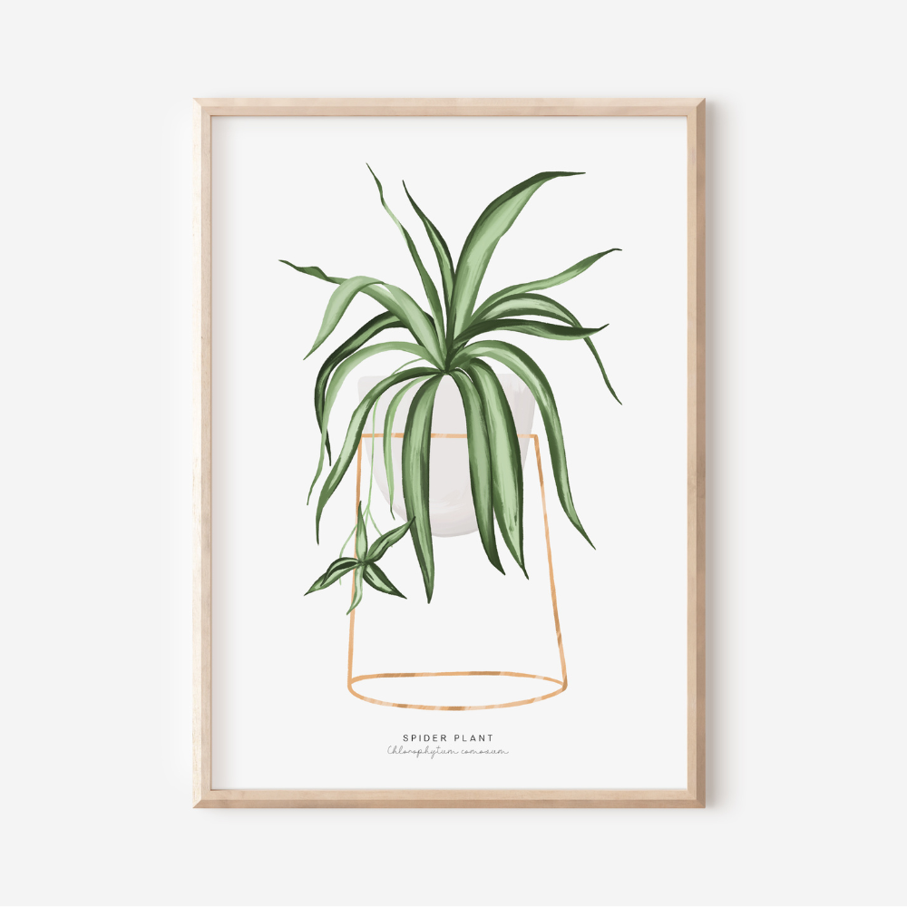Houseplants - Spider Plant | Art Print – inkling.nz
