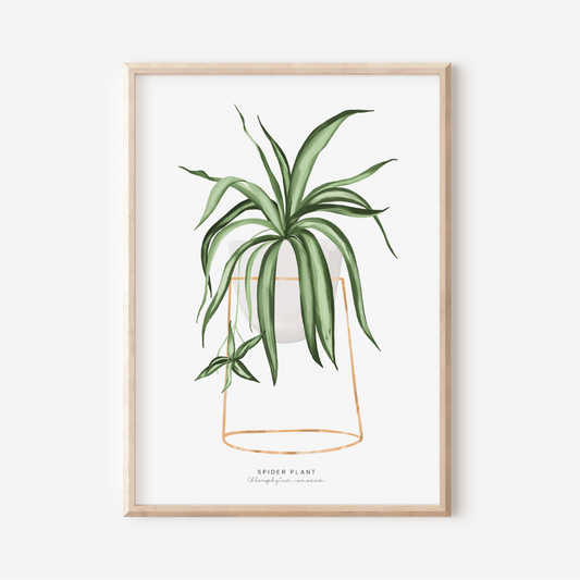 Houseplants - Spider Plant | Art Print