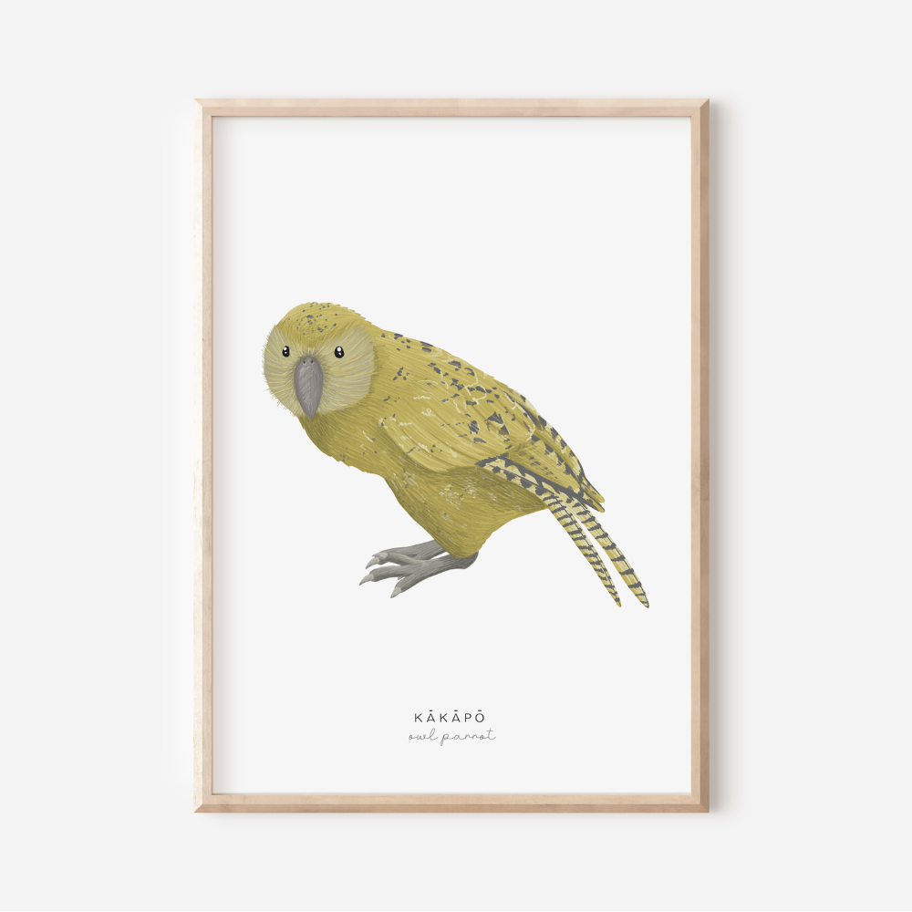 New Zealand Bird - Kakapo | Art Print