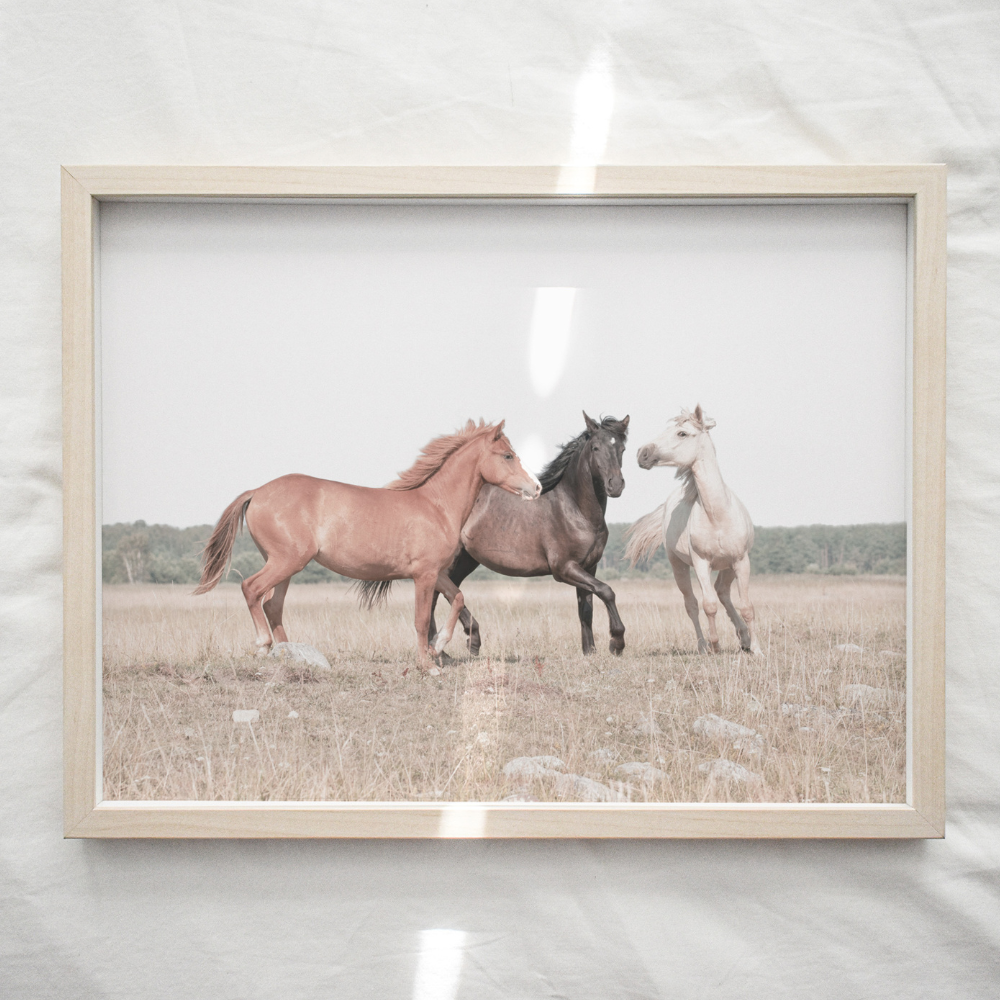 Horse Trio | Photography Art Print