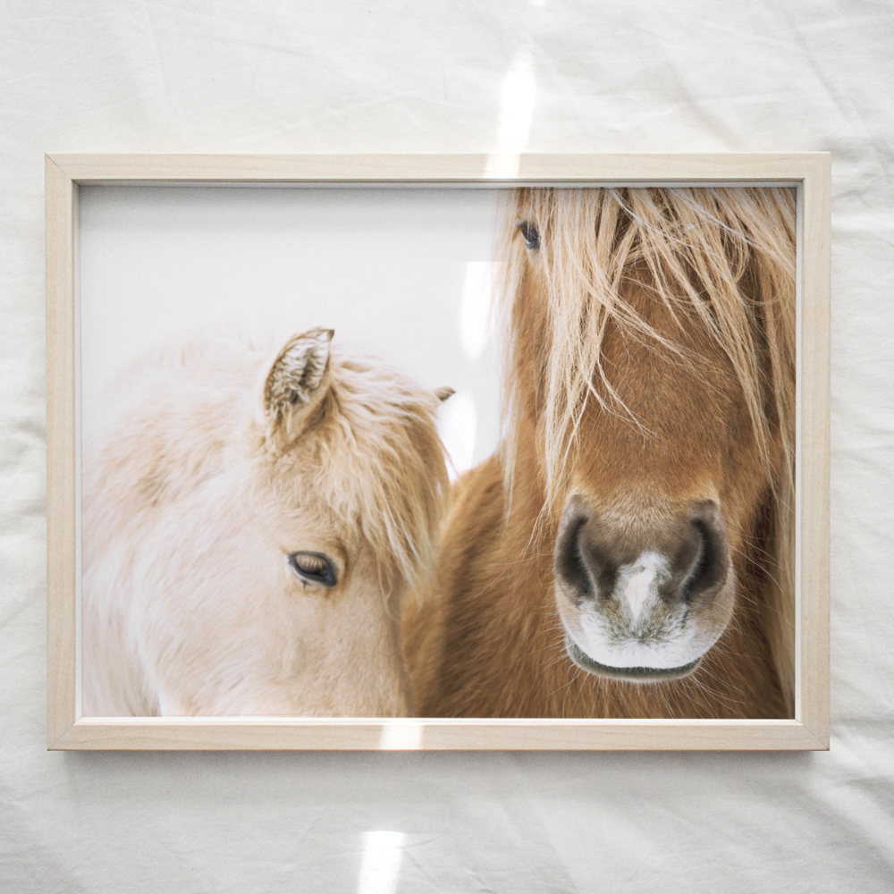 Horse Duo | Photography Art Print