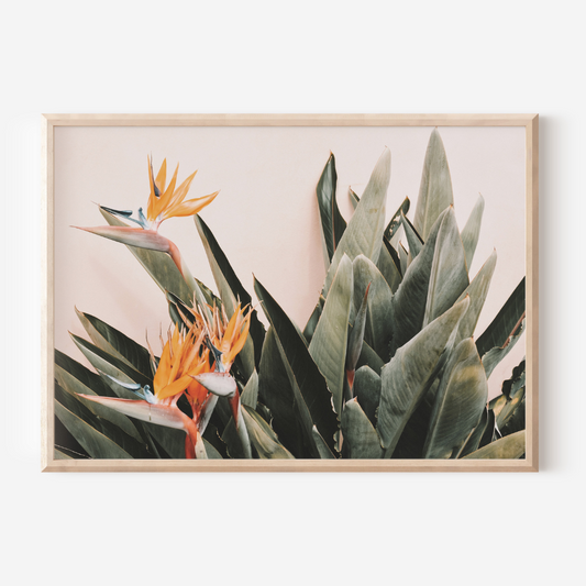 Birds of Paradise | Photography Art Print