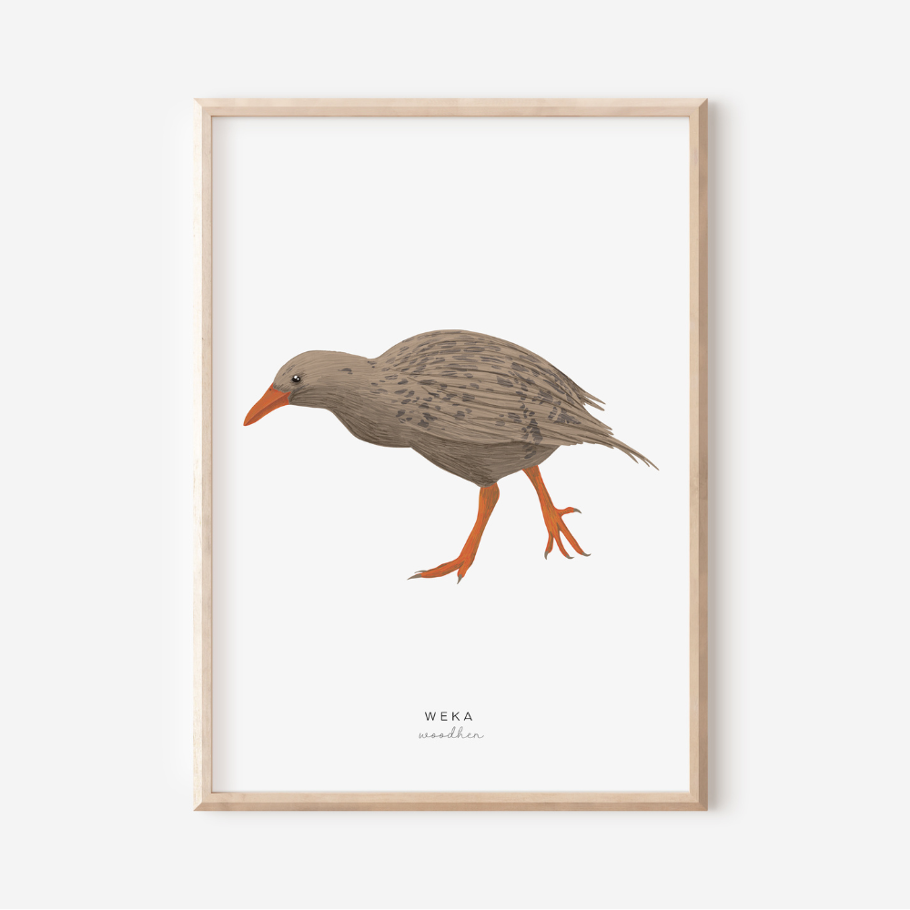 New Zealand Bird - Weka | Art Print