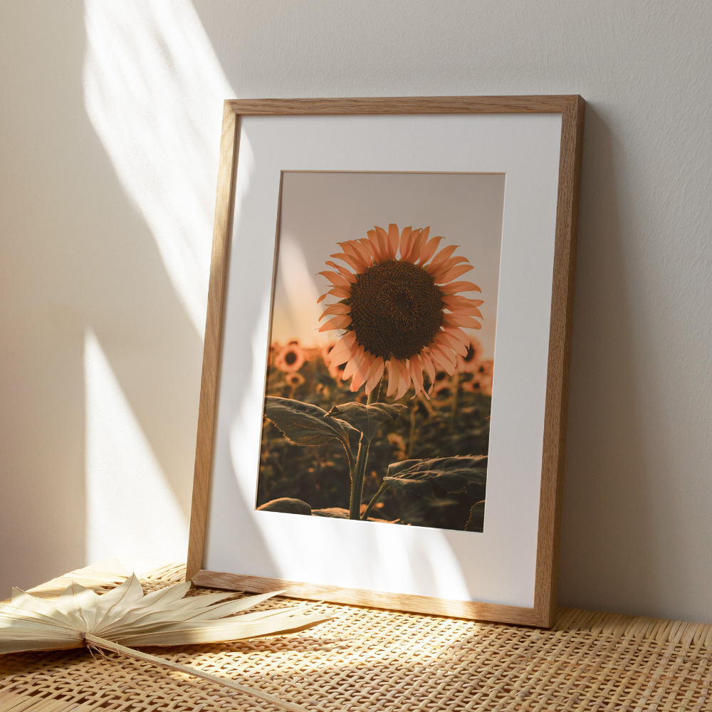 Sunflower Sunset | Photography Art Print