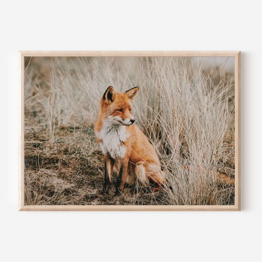 Fox in the Field | Photography Art Print