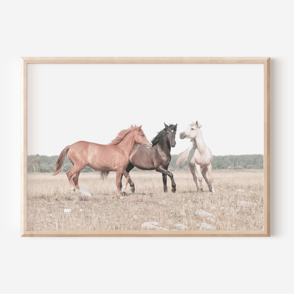 Horse Trio | Photography Art Print