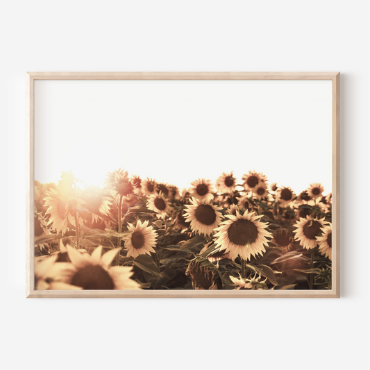 Sunflower Field | Photography Art Print