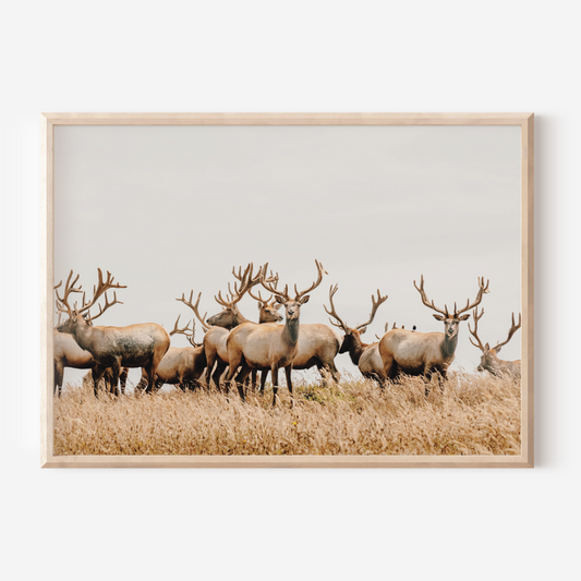 Wild Elk | Photography Art Print