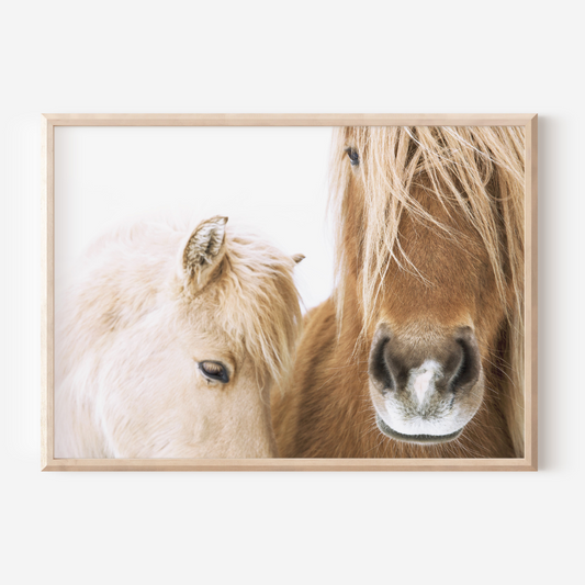 Horse Duo | Photography Art Print