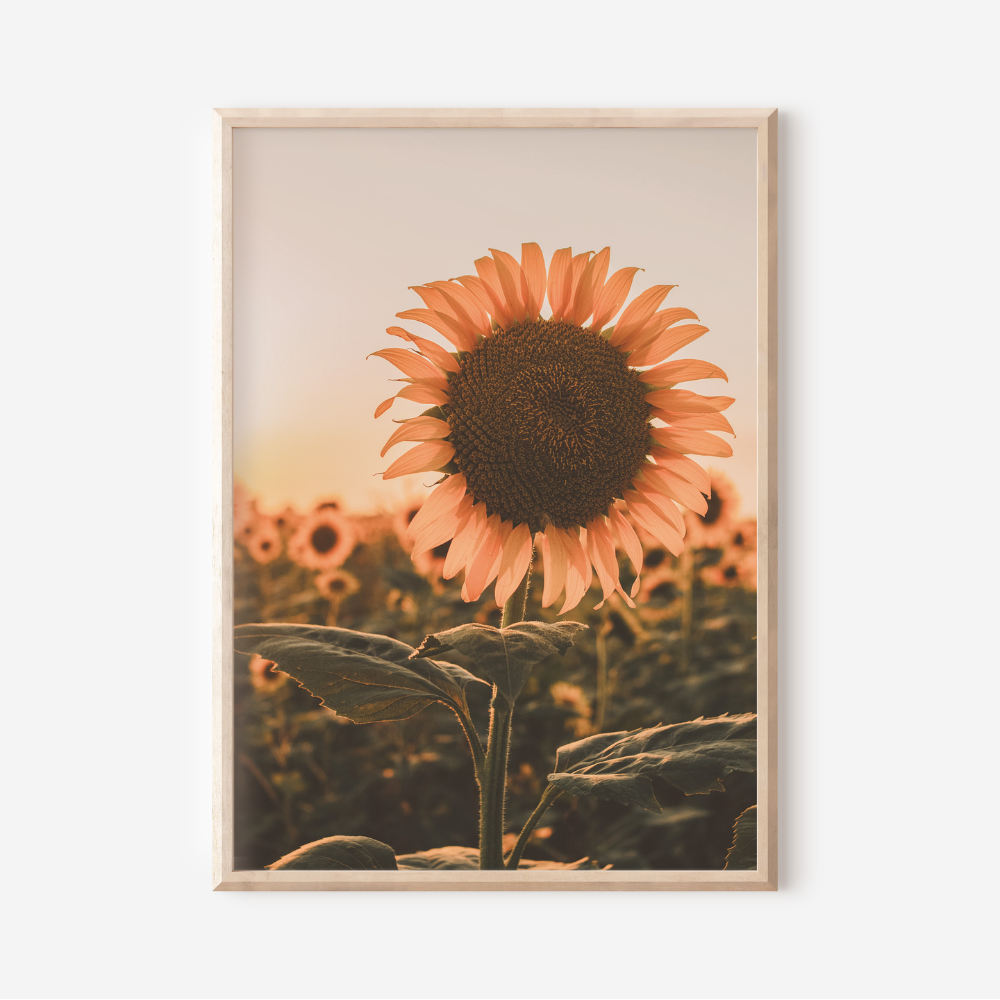 Sunflower Sunset | Photography Art Print