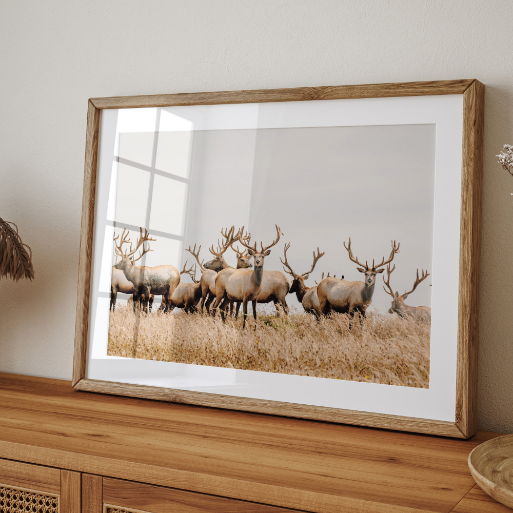 Wild Elk | Photography Art Print