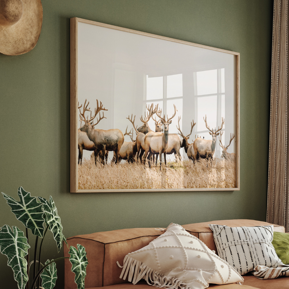 Wild Elk | Photography Art Print