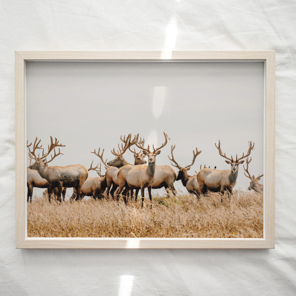 Wild Elk | Photography Art Print