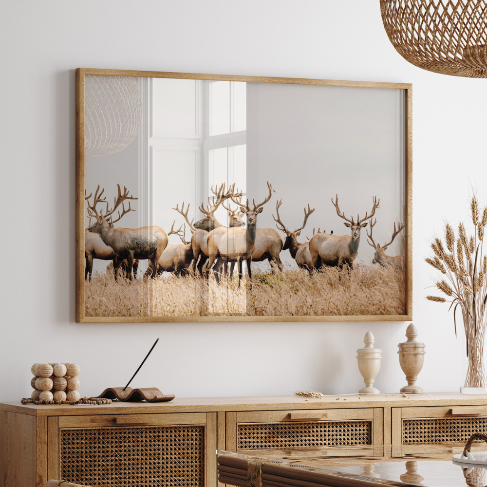 Wild Elk | Photography Art Print